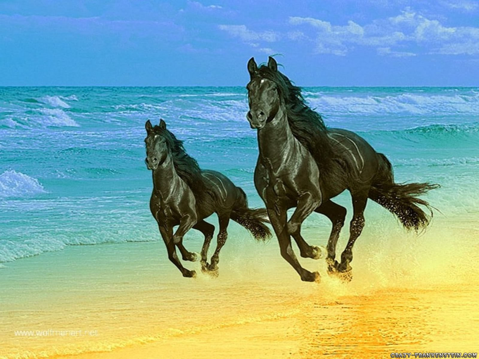 Wallpaper #QH1m8I4Bnwiau_P6ugZ444 Horse HD Funny Wallpapers Funny Wallpapers