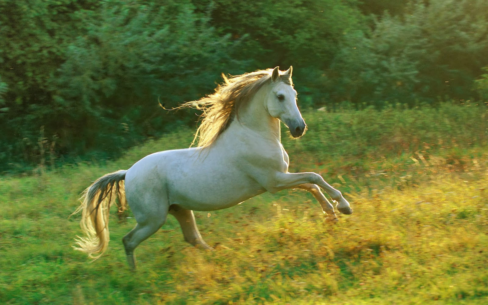 Wallpaper #8h2ULJMBlOZrFDOkIMqE284 Graafix Horse HD Pictures Wallpaper 2014