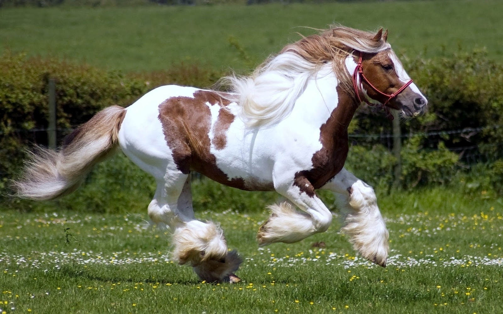 Wallpaper #9h2ULJMBlOZrFDOkbsoH281 The Wallpapers HD Horses