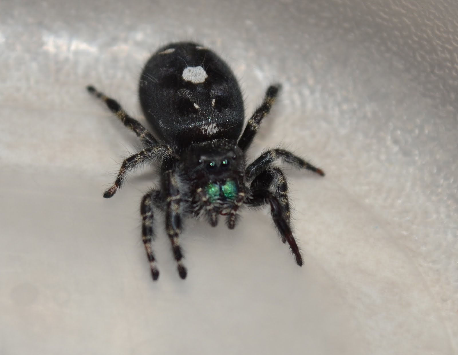 Wallpaper #wmfS65IBSpphPi3-9k4K271 Submitted Pics Jumping Spiders Michigan Spiders