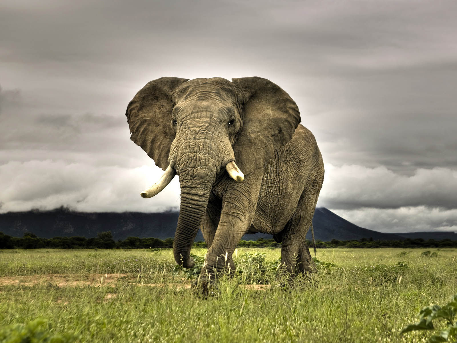 Wallpaper #sHfNJ5MB-pgBXx60h6cK365 Wallpaper Elephant Wallpapers