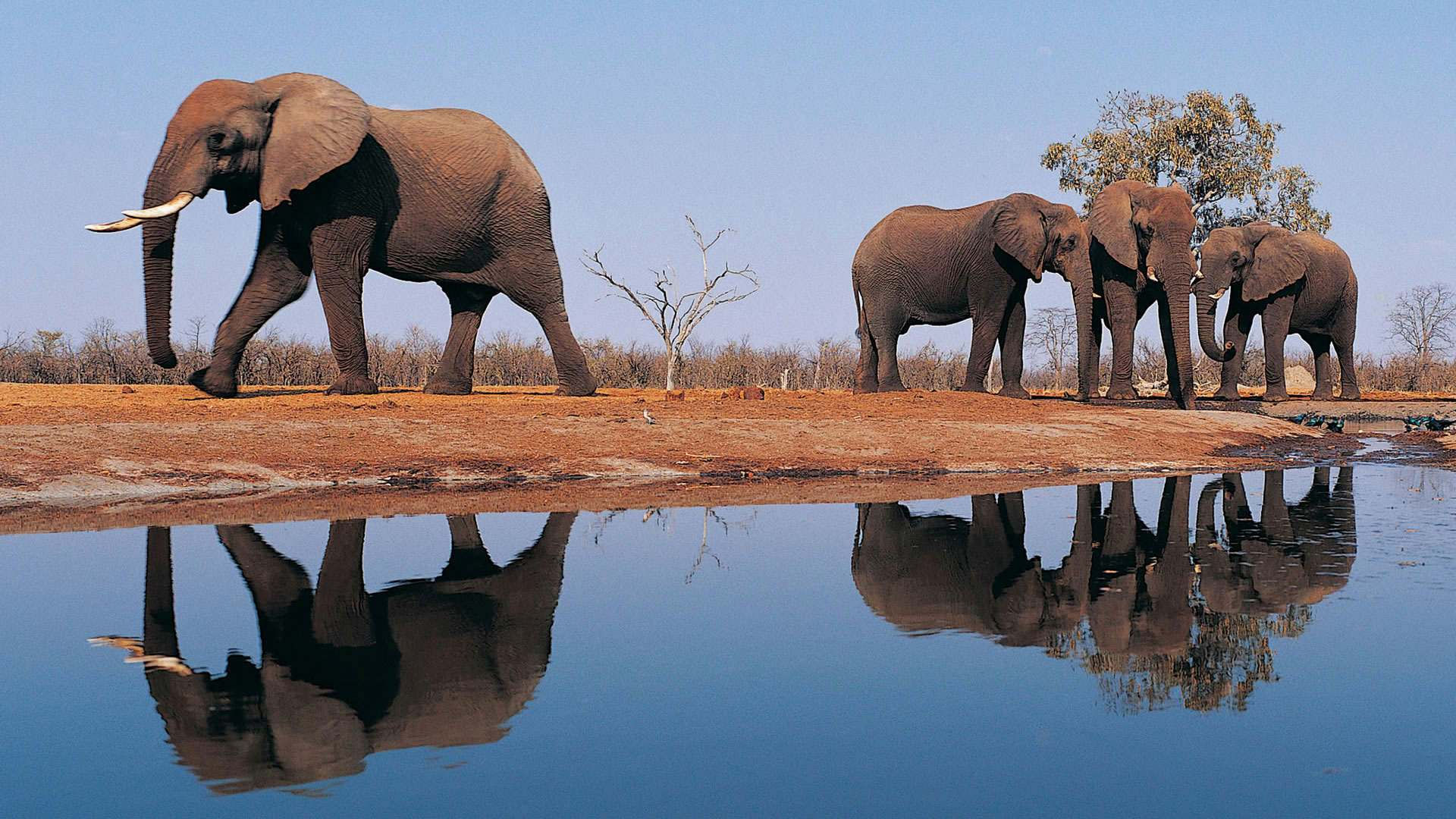 Wallpaper #sHfNJ5MB-pgBXx60h6cK202 Elephant HD Wallpapers 2