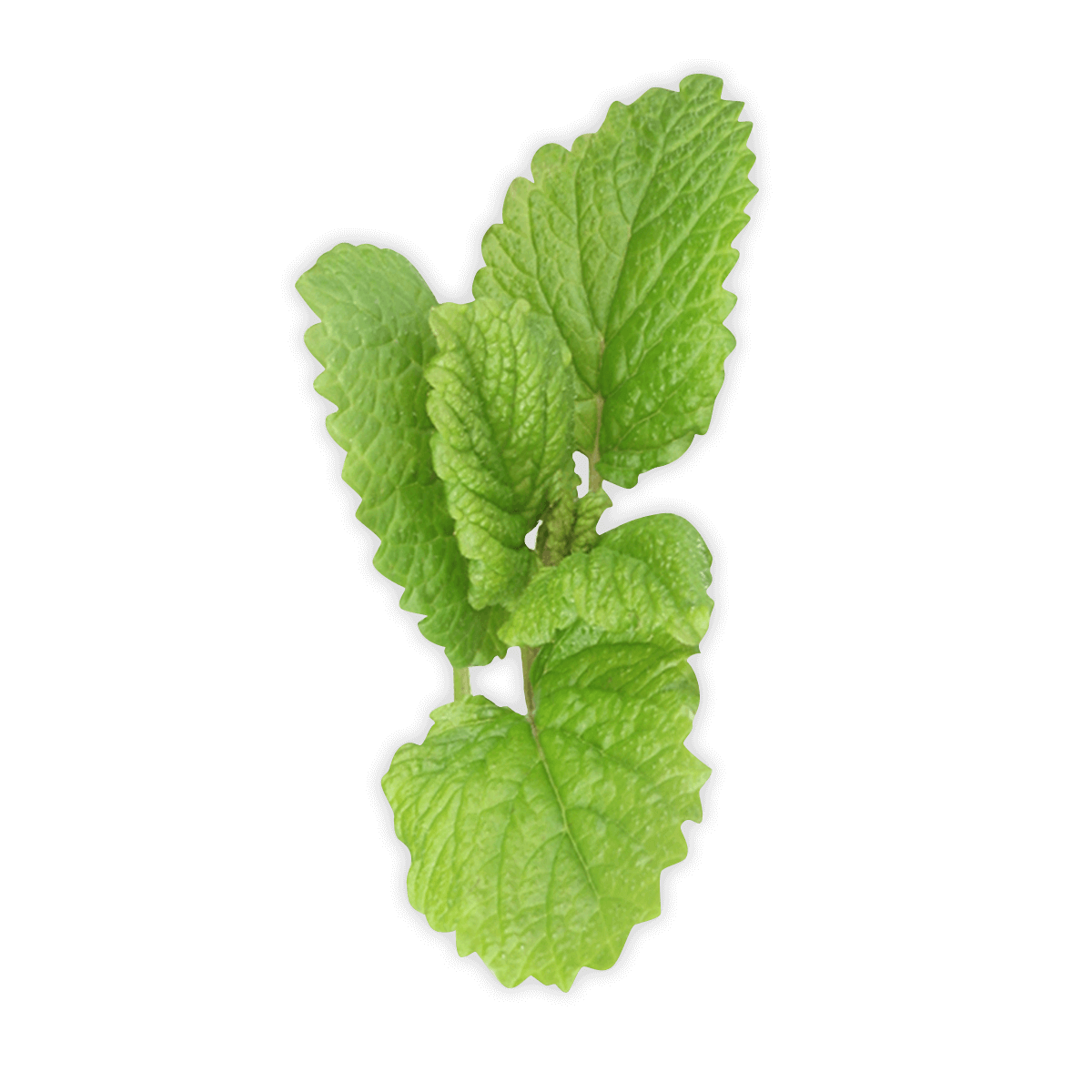 Wallpaper #VRzmQJMB8JfcLg2JG_e-103 Peppermint Png Transparent Images