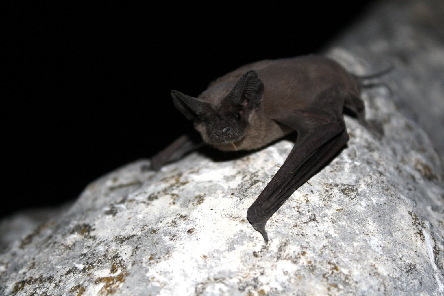 Wallpaper #dfTIOpMBKFX8bn3roXlL135 Discovering Bats at the Mcdowell Sonoran Preserve Mcdowell Sonoran