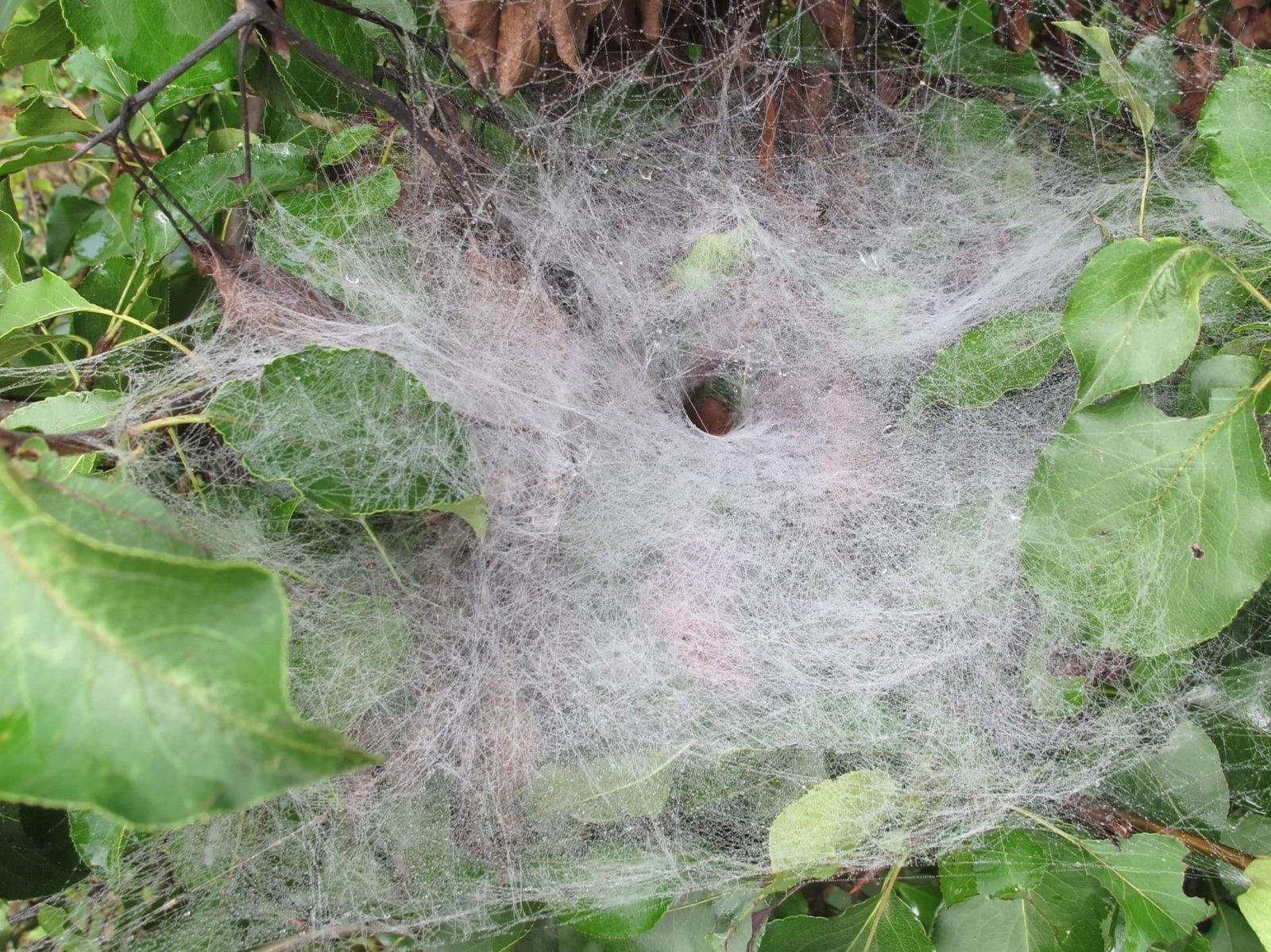 Wallpaper #F2jUHpMBSpphPi3-Fion215 All About Spiders Welcome Wildlife