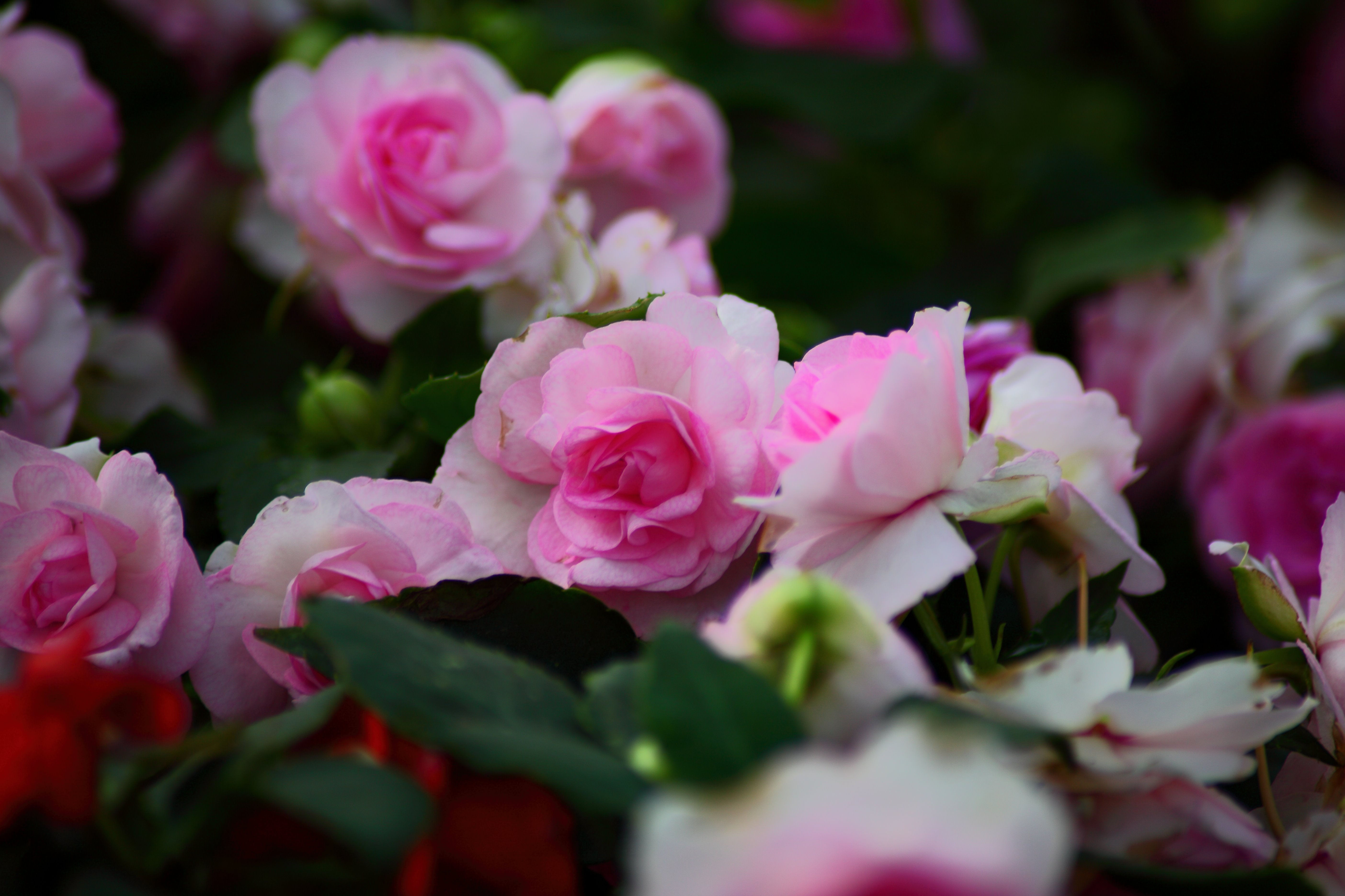 Wallpaper #0WhWIpMBSpphPi3-yzIc8 Pink Roses Flowers Free Nature Pictures by Forestwander Nature