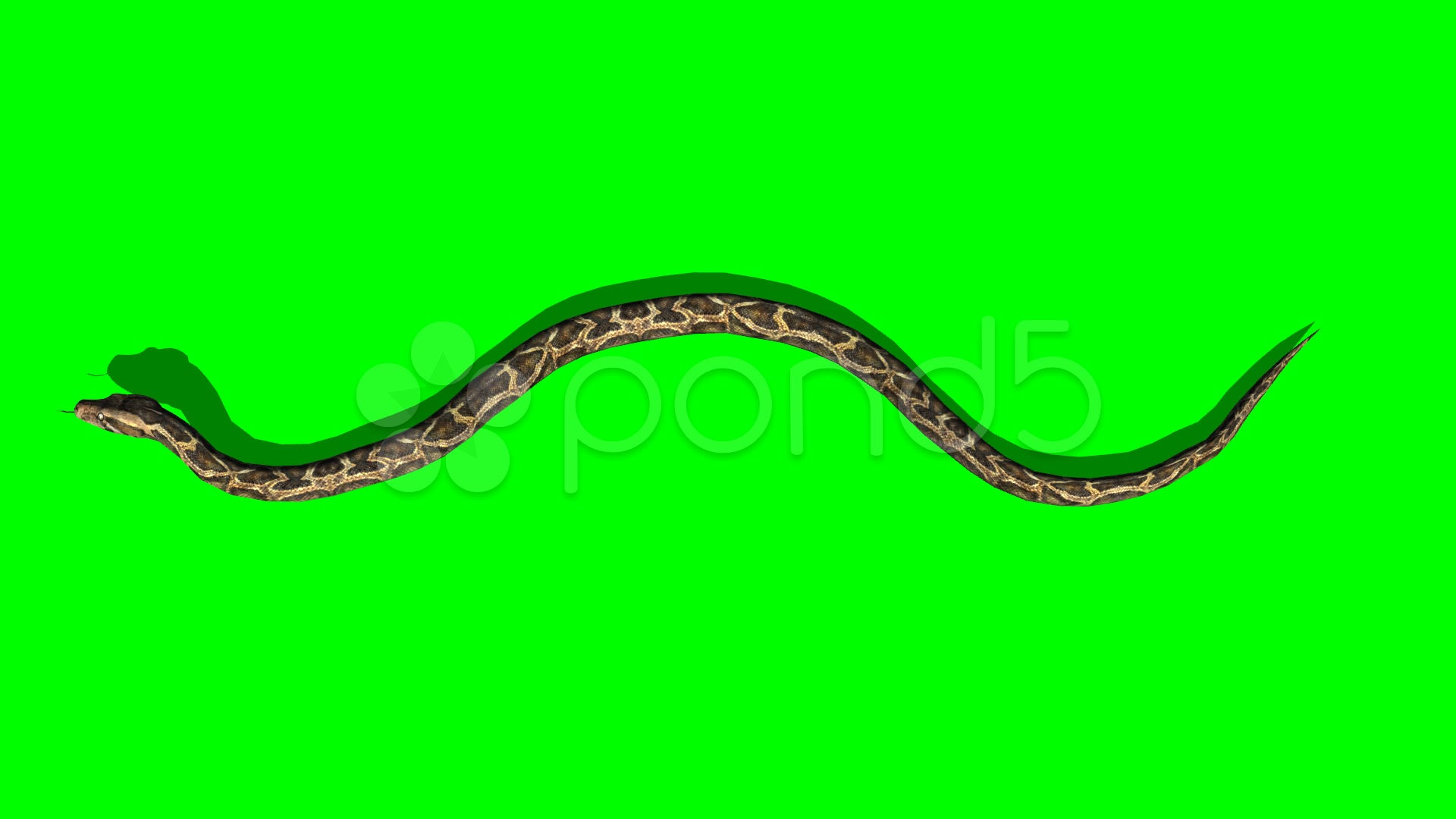 Wallpaper #vmczCZMBSpphPi3-o86c189 Snake Crawling Gif