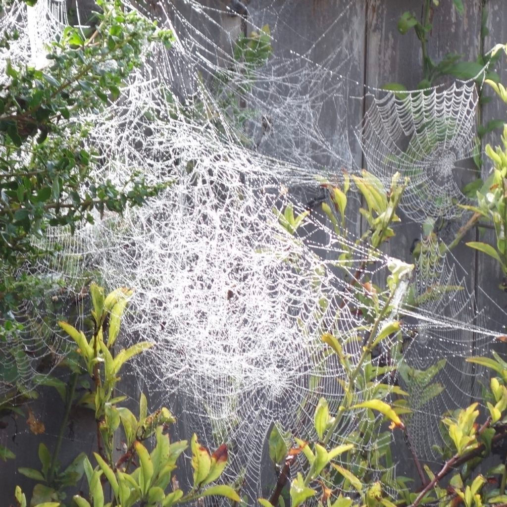 Wallpaper #zqkWiJcBxbDgA0Rl1O5S143 Spiderwebs Mendonoma Sightings