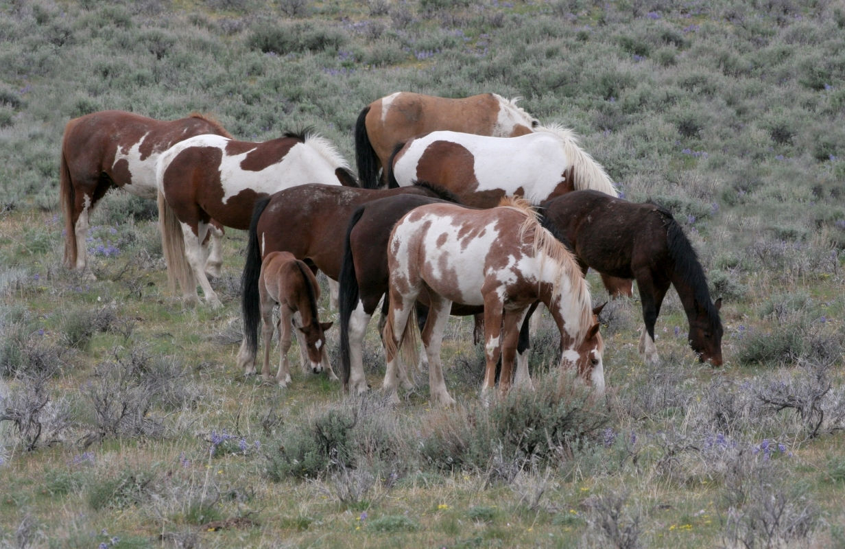 Wallpaper #C0V-jo4B7YBJg1BV55318 Wild Mustangs of Steens Mountain Nature Wildlife Photography