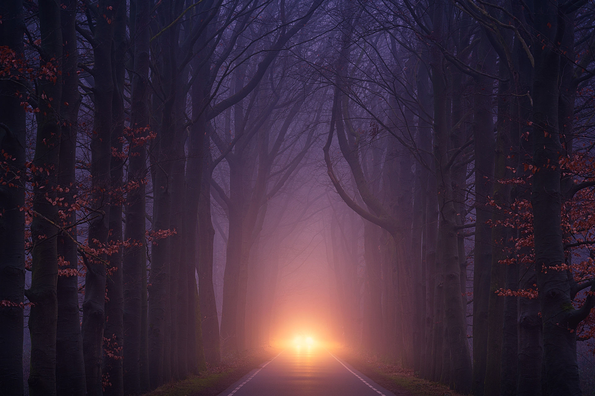 Wallpaper #rWgUHJMBSpphPi3-8SFd247 Car Light Road Autumn Trees Foggy Weather Wallpaperhd Nature