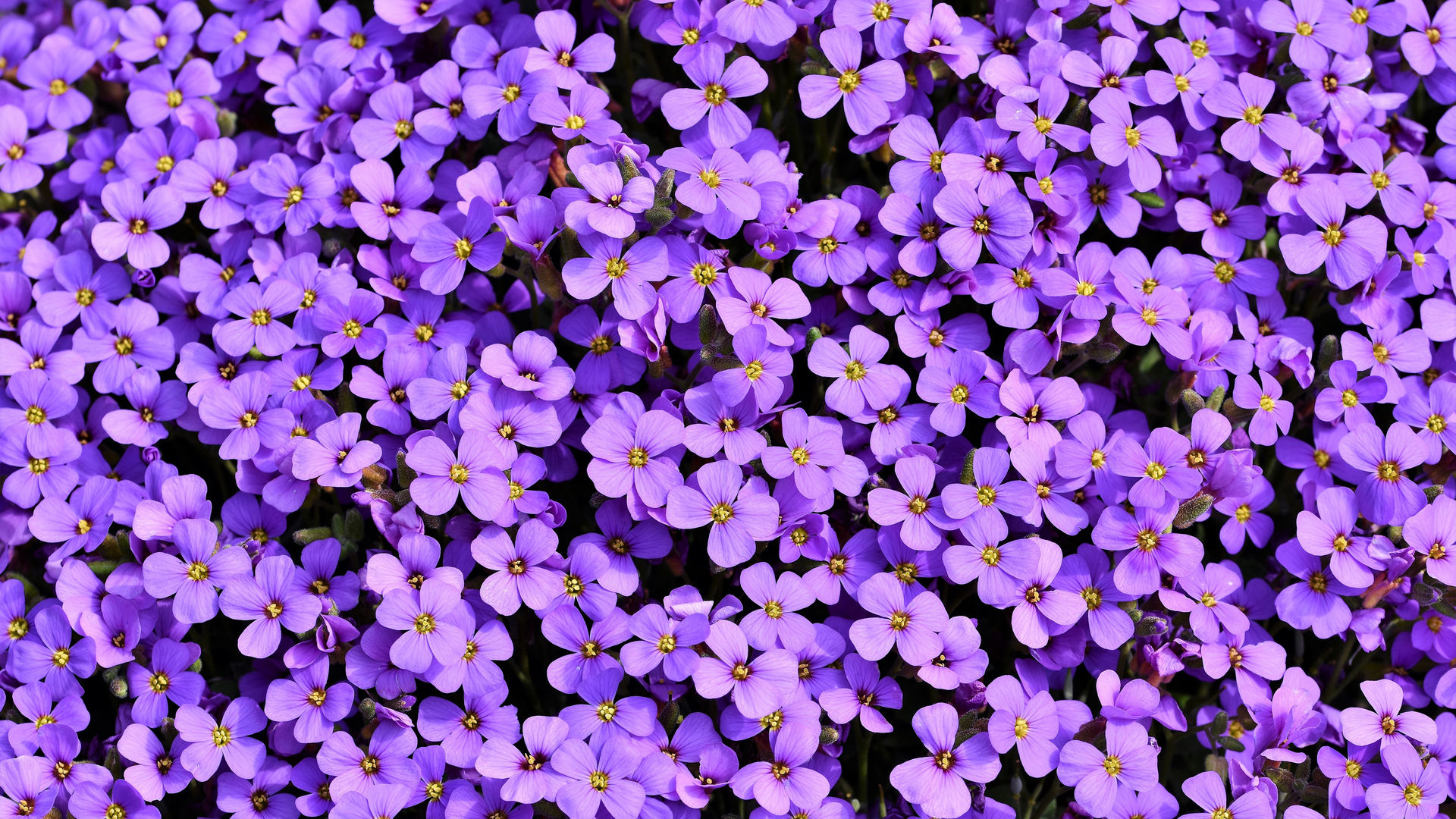 Wallpaper #GGf-DJMBSpphPi3-LeJe3 1920x1080 Purple Flowers Background 5K Laptop Full HD 1080p HD 4K