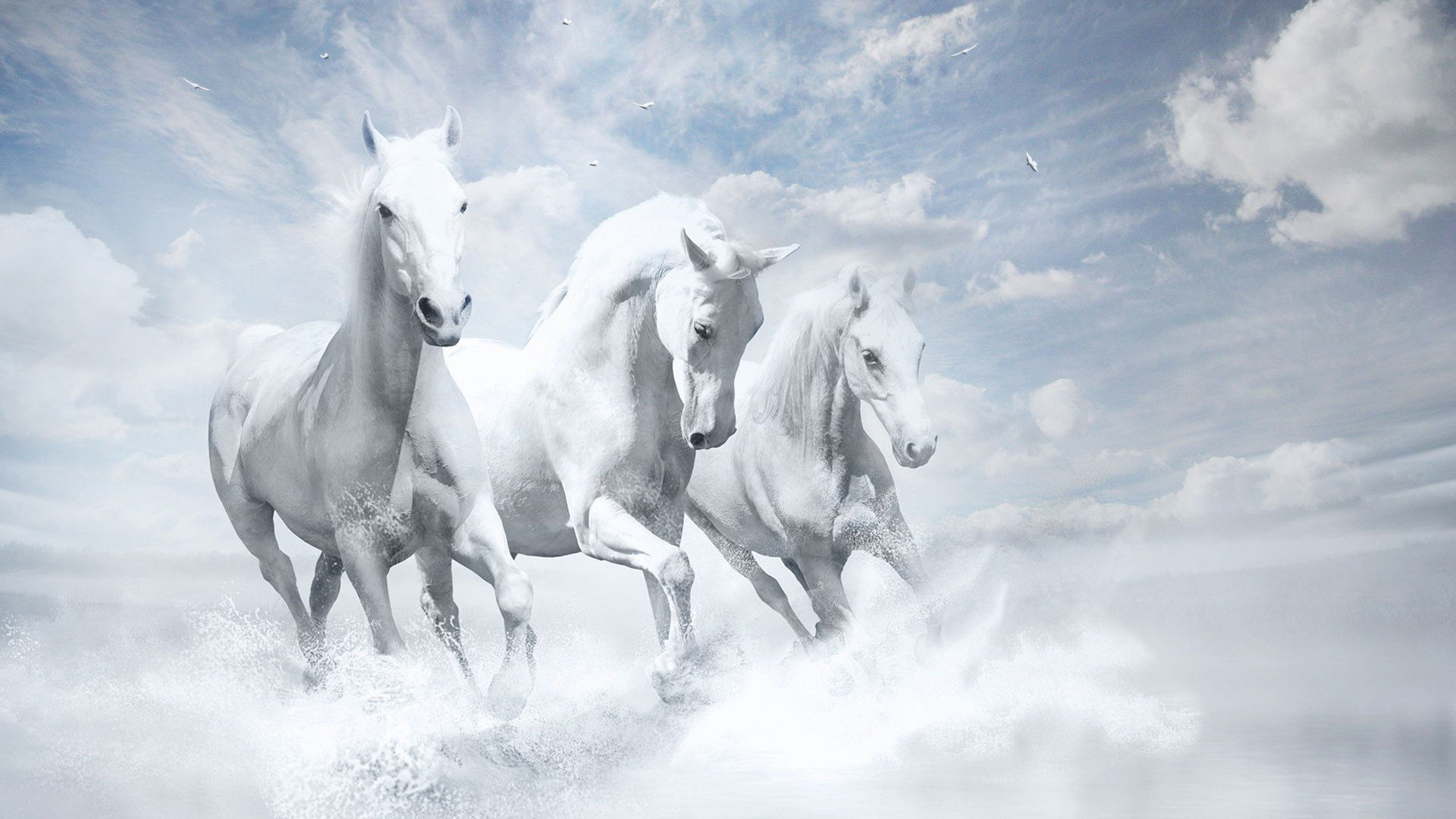 Wallpaper #PH1l8I4Bnwiau_P6rAb91 1920x1080 White Horses HD Laptop Full HD 1080p HD 4K Wallpapersimages