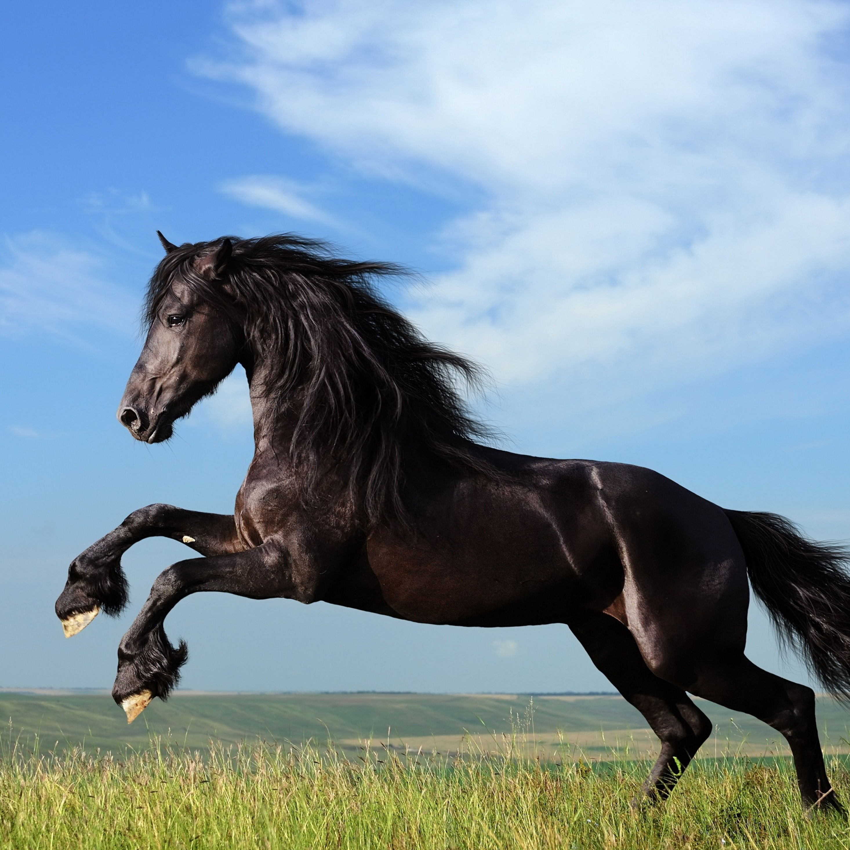 Wallpaper #Gx2aLJMBlOZrFDOk68sw285 2932x2932 Horse Jump iPad Pro Retina Display HD 4K Wallpapersimages