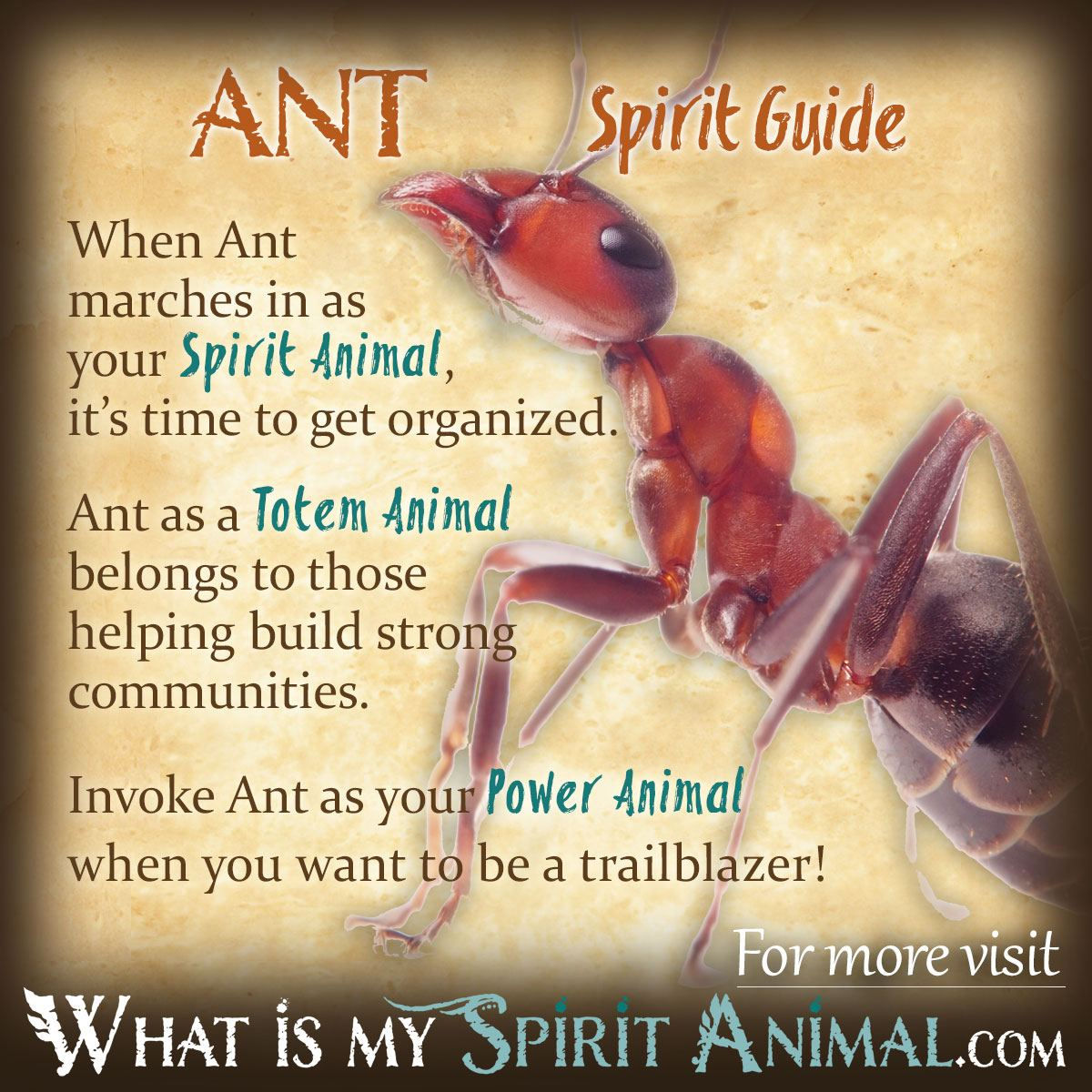 Wallpaper #9Sz7SZMB0E1QgA7wY_R5116 Ant Symbolism Meaning Spirit Totem Power Animal