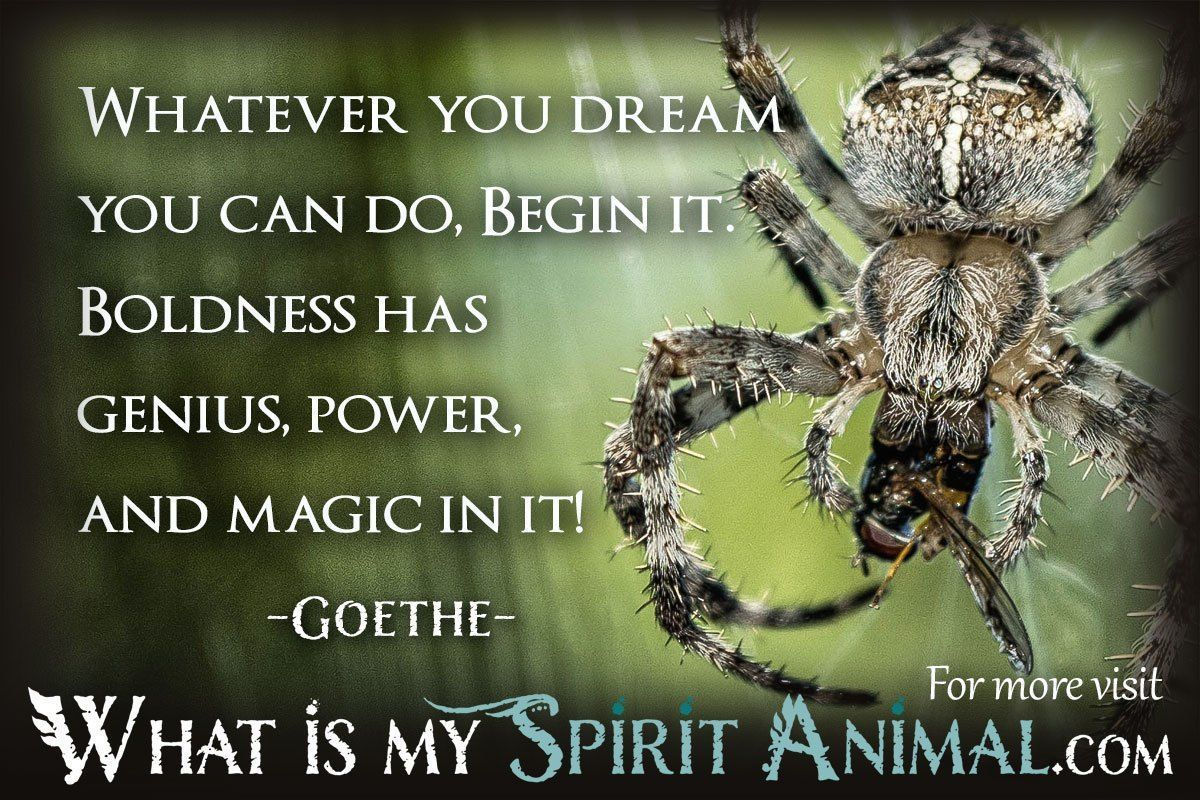 Wallpaper #9FiONJMBzN9vxX34-Dwl13 Spider Quotes Sayings Animal Quotes Sayings