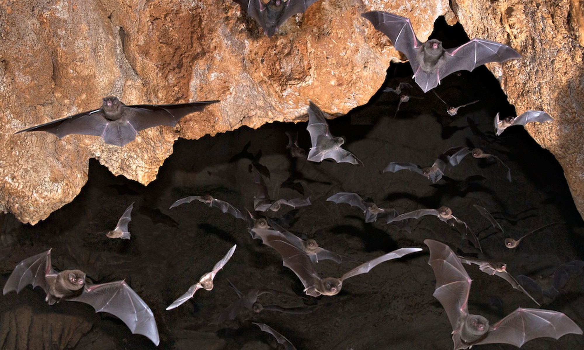 Wallpaper #2mdTDJMBSpphPi3-nt1P334 Habitat All About Bats