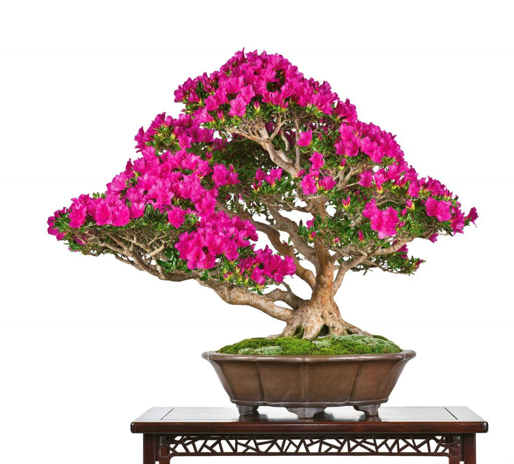 Wallpaper #d8e0c Satsuki Azalea Bonsai Trees Buy Online Greenwood Bonsai Studio