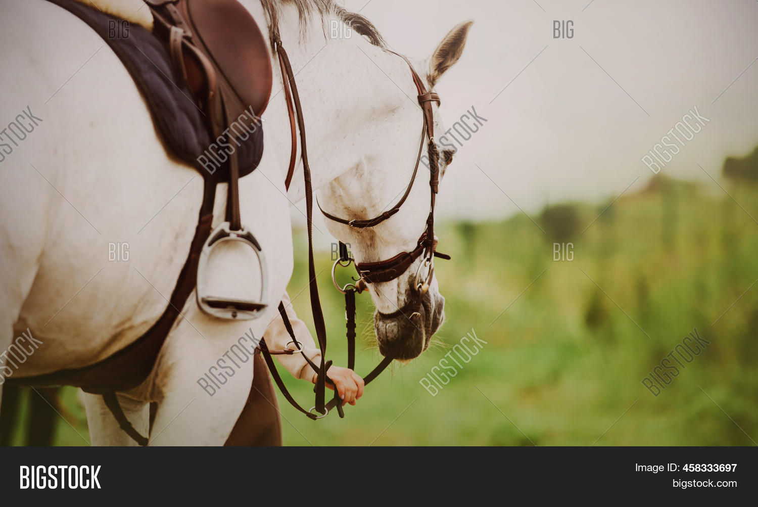 Wallpaper #8h2ULJMBlOZrFDOkIMqE134 Beautiful White Horse Image Photo Free Trial Bigstock
