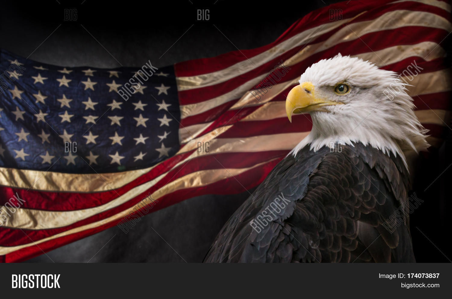 Wallpaper #6ef95 11209 Gier Eagle Images Stock Photos Vectors Shutterstock