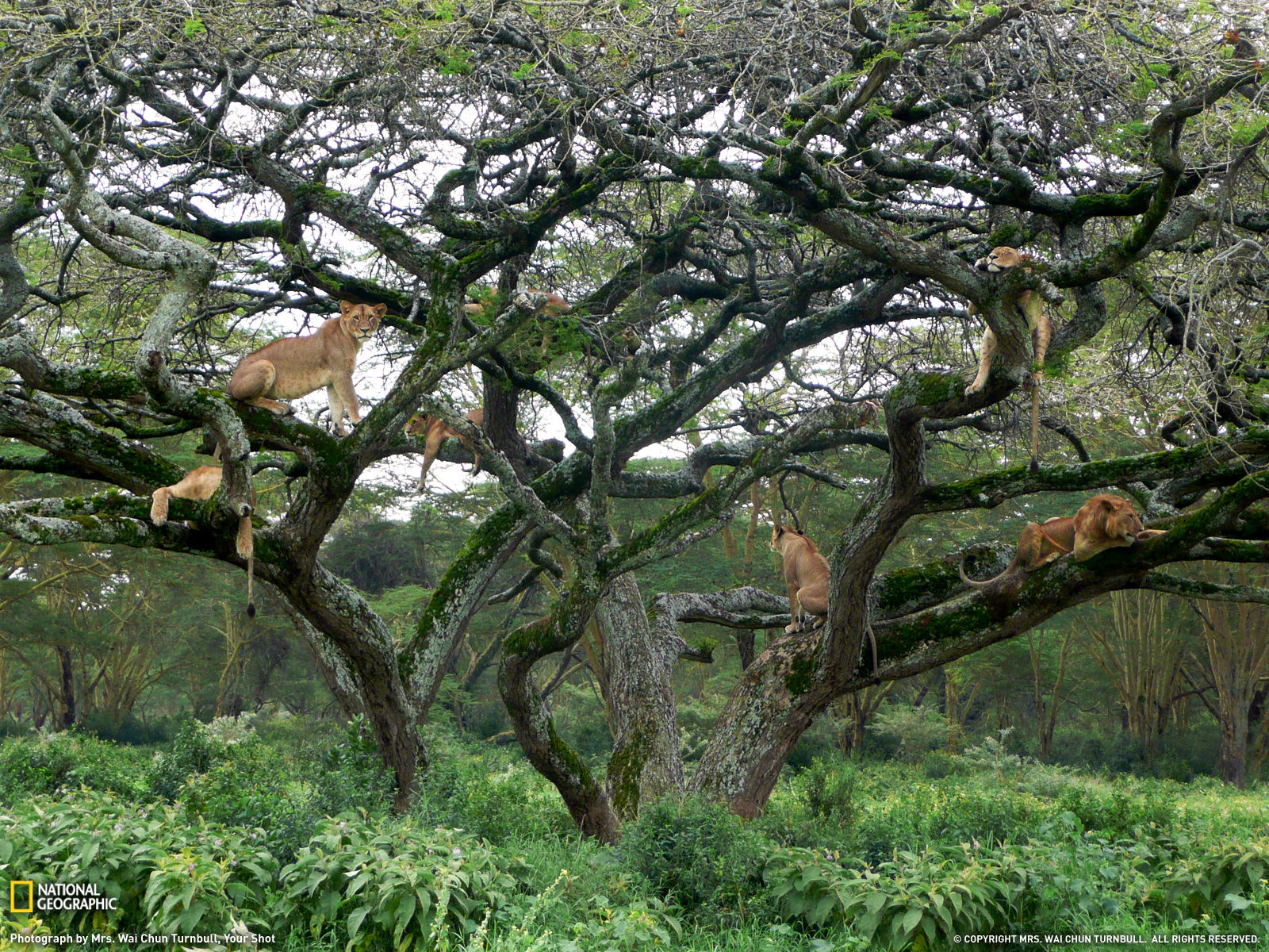Wallpaper #VGfV_5IBSpphPi3-BKSc189 Amazing Animal Pictures from National Geographic July 2011 Amazing