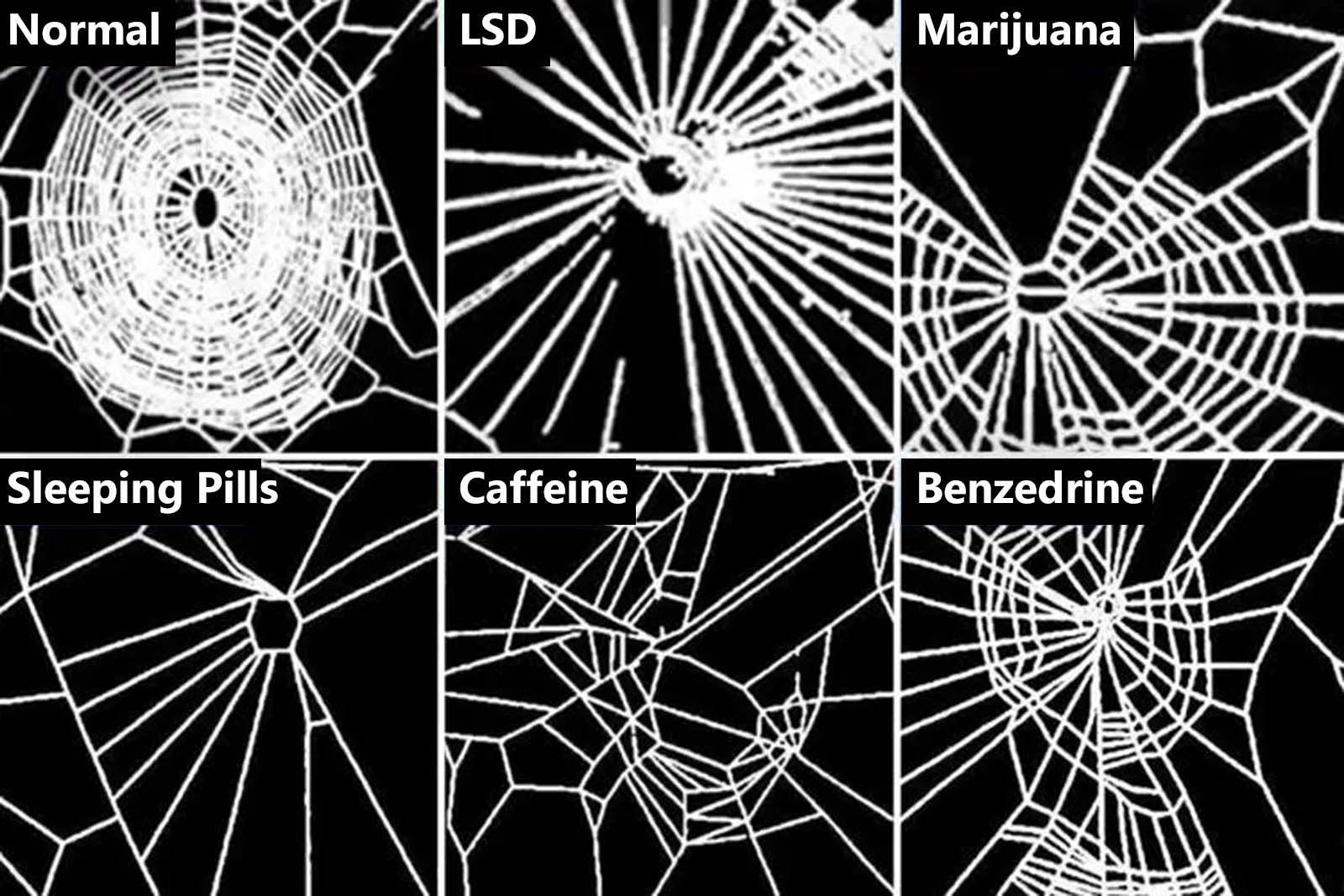 Wallpaper #P-bVMpMBA7IOc3WmdhKX269 When Nasa Gave Spiders Drugs to See How It Affected Their Webs 1995