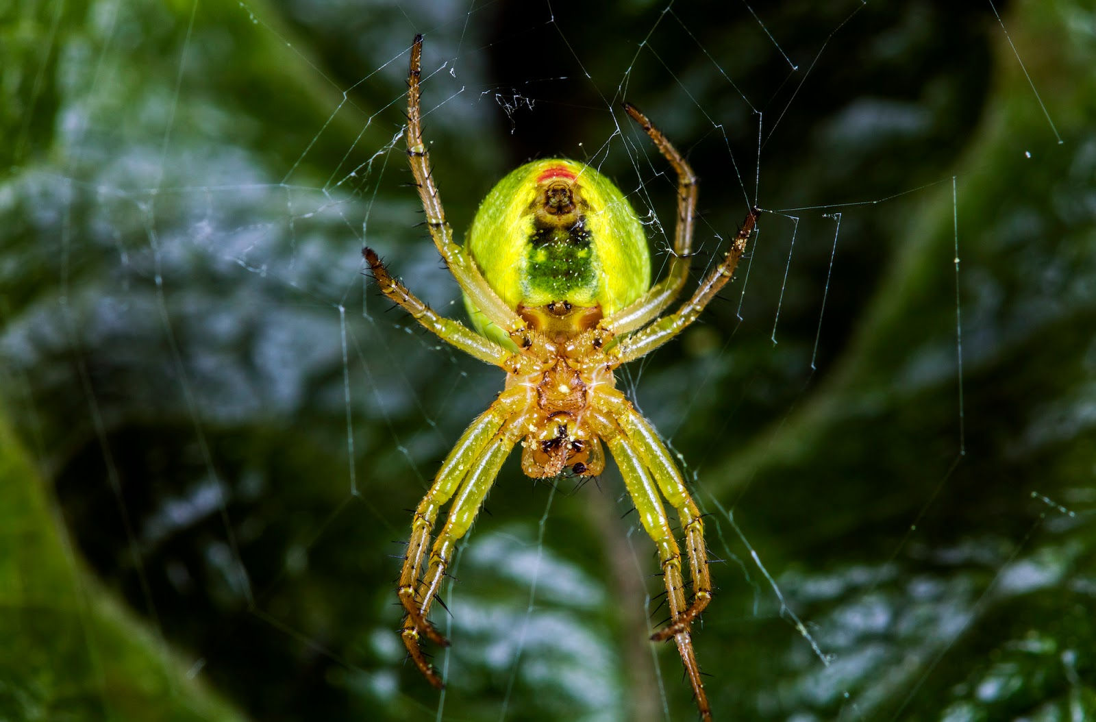 Wallpaper #dmevDpMBSpphPi3-H-tz185 How Many Eyes Does a Spider Have Araneae Spiders Facts