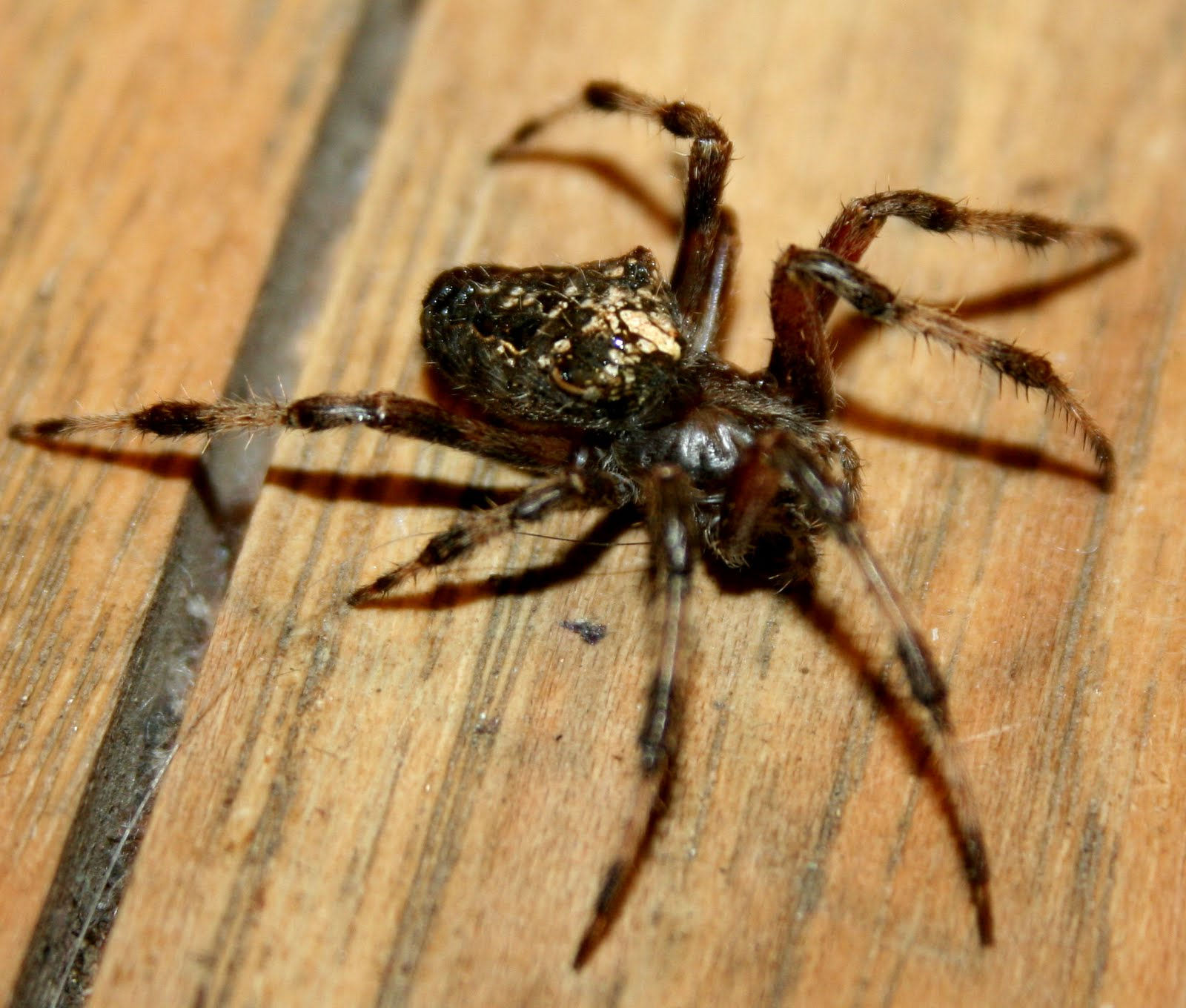 Wallpaper #VWcg6ZIBSpphPi3-e0A-56 The Oko Box Big Spider with Striped Long Legs
