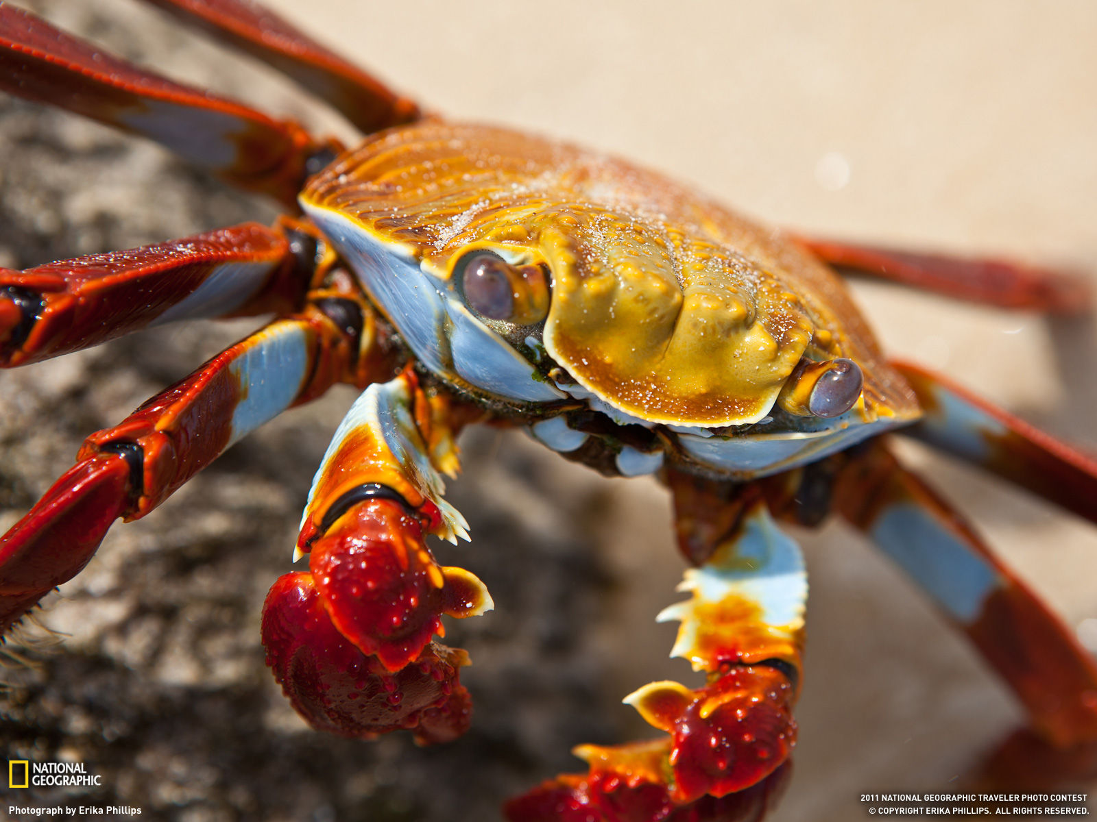 Wallpaper #VGfV_5IBSpphPi3-BKSc167 Amazing Animal Pictures from National Geographic July 2011 Amazing