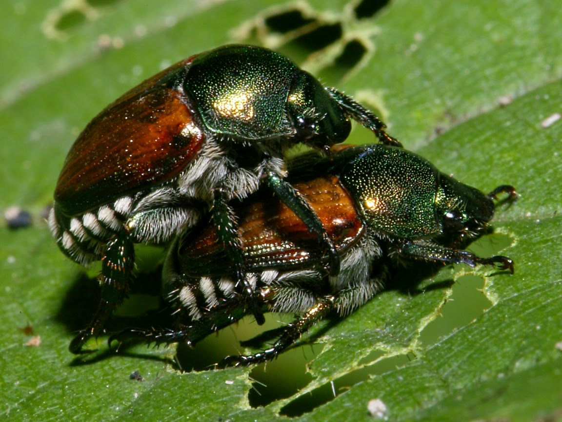 Wallpaper #UAPmY5MBpyOg8YnE19aM457 Beetles Beetles Slideshow Screensaver Bright Colorful Walpaper Mantap
