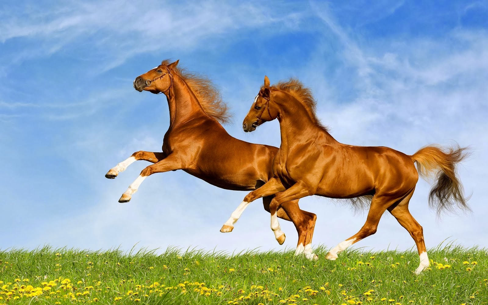 Wallpaper #9h2ULJMBlOZrFDOkbsoH214 HD Wallpapers Desktop Horse Free Beautiful Desktop Wallpapers 2014