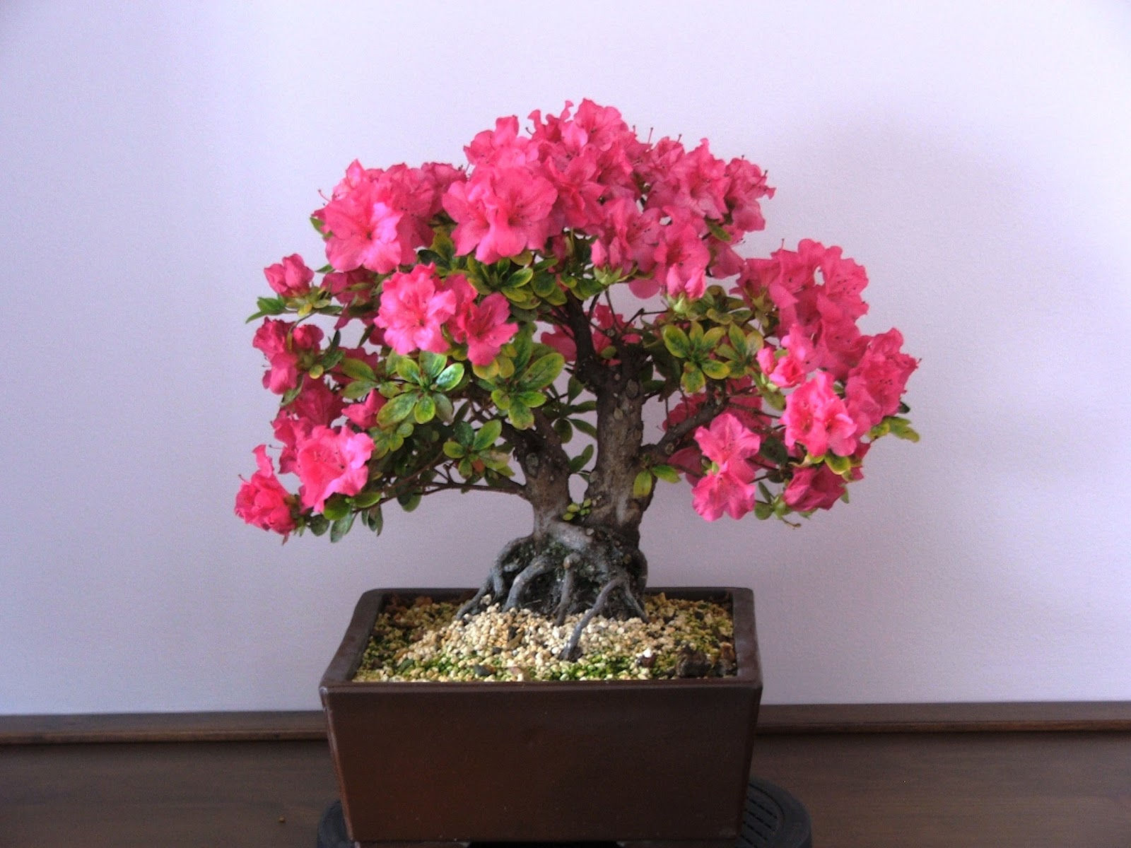 Wallpaper #d8e0c Satsuki Azalea Bonsai Trees Buy Online Greenwood Bonsai Studio