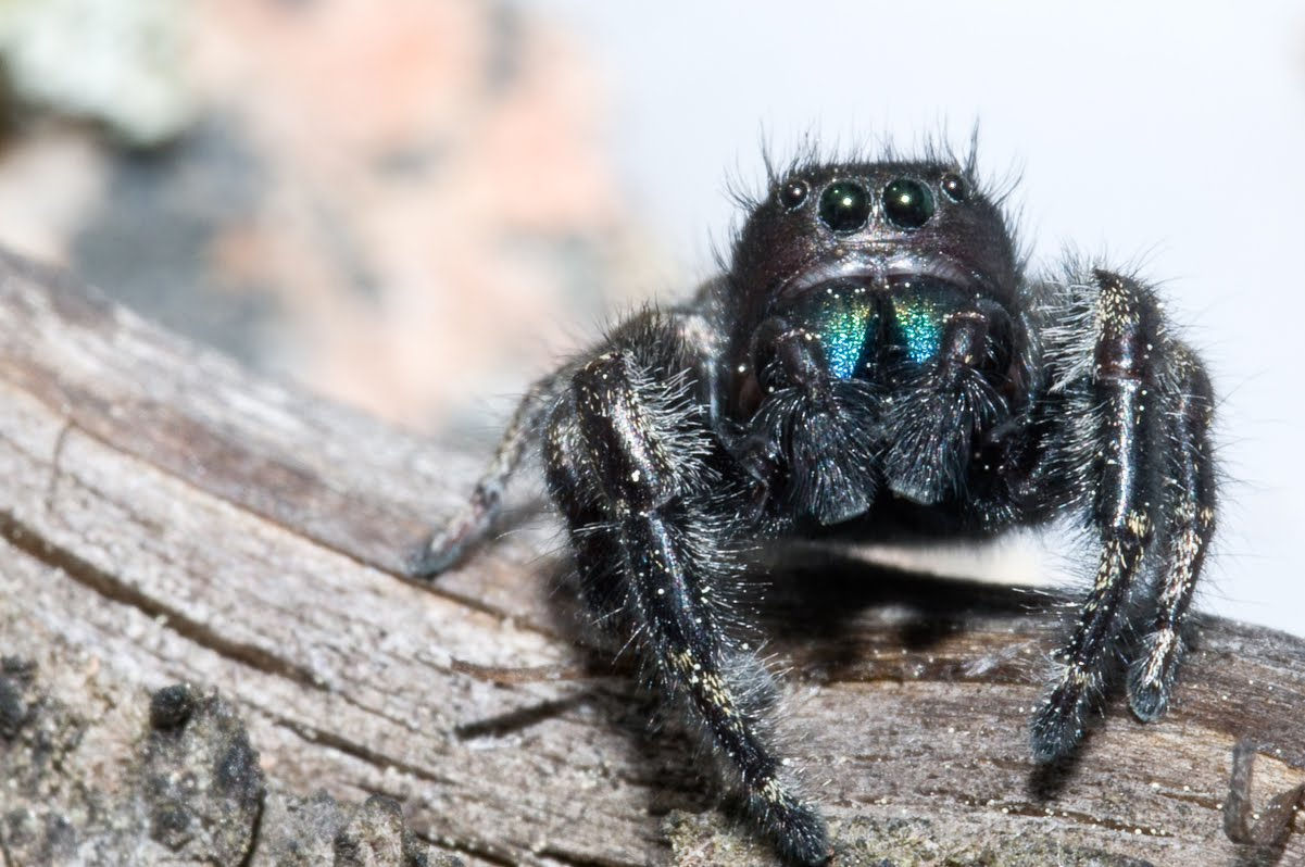 Wallpaper #e2dv9JIBSpphPi3-JXru292 Harveys Spiders N Stuff Phidippus Borealis