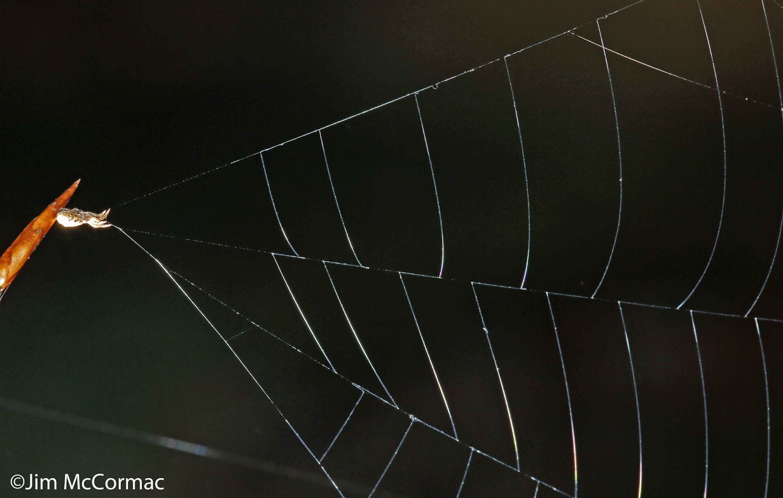 Wallpaper #yP_JaJMB3lSXT3zUg-SK0 Ohio Birds and Biodiversity Triangle Spider Wields Web as a Sneaky Snare