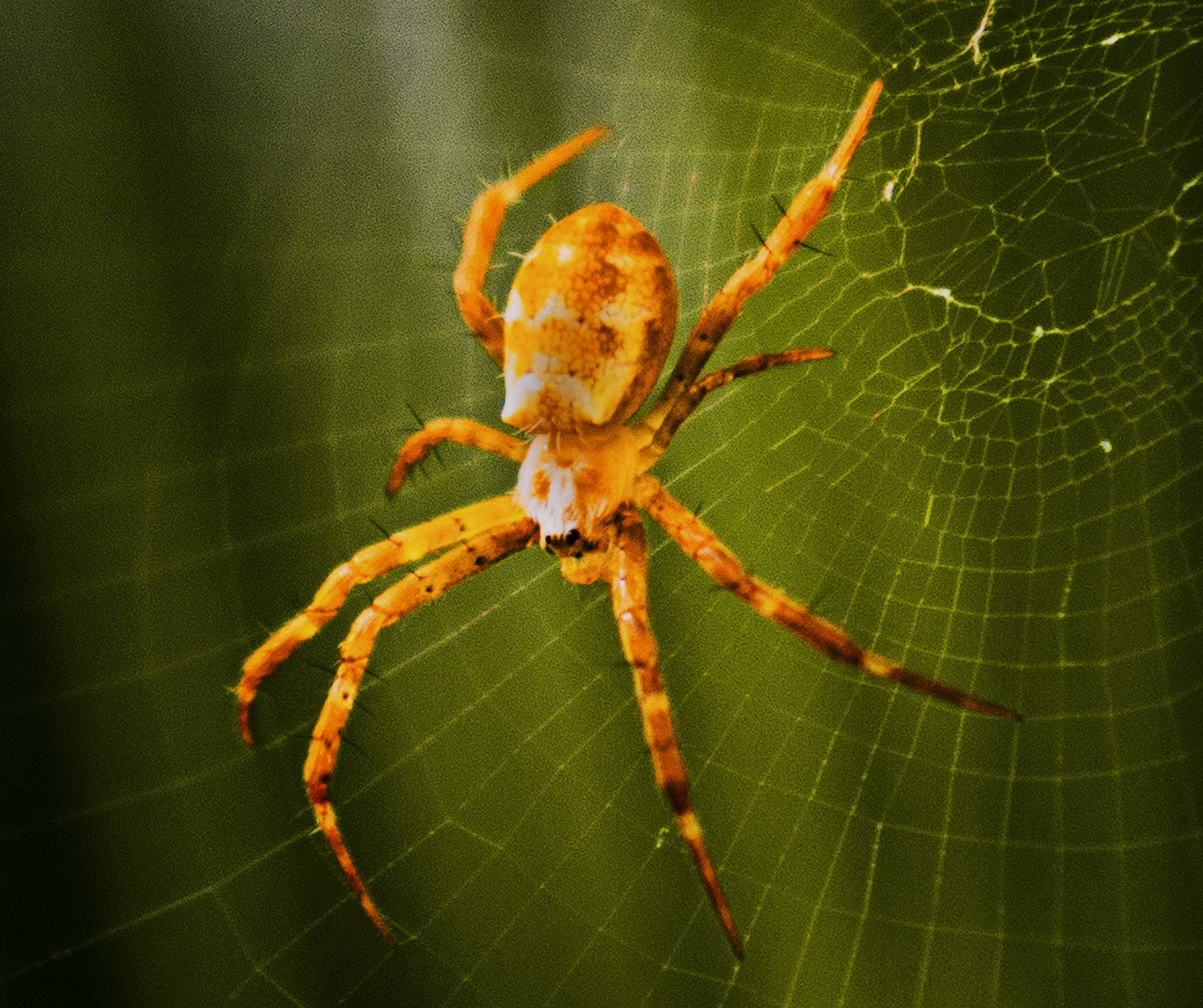 Wallpaper #dmevDpMBSpphPi3-H-tz141 Spiders Facts for Kids Spider Facts