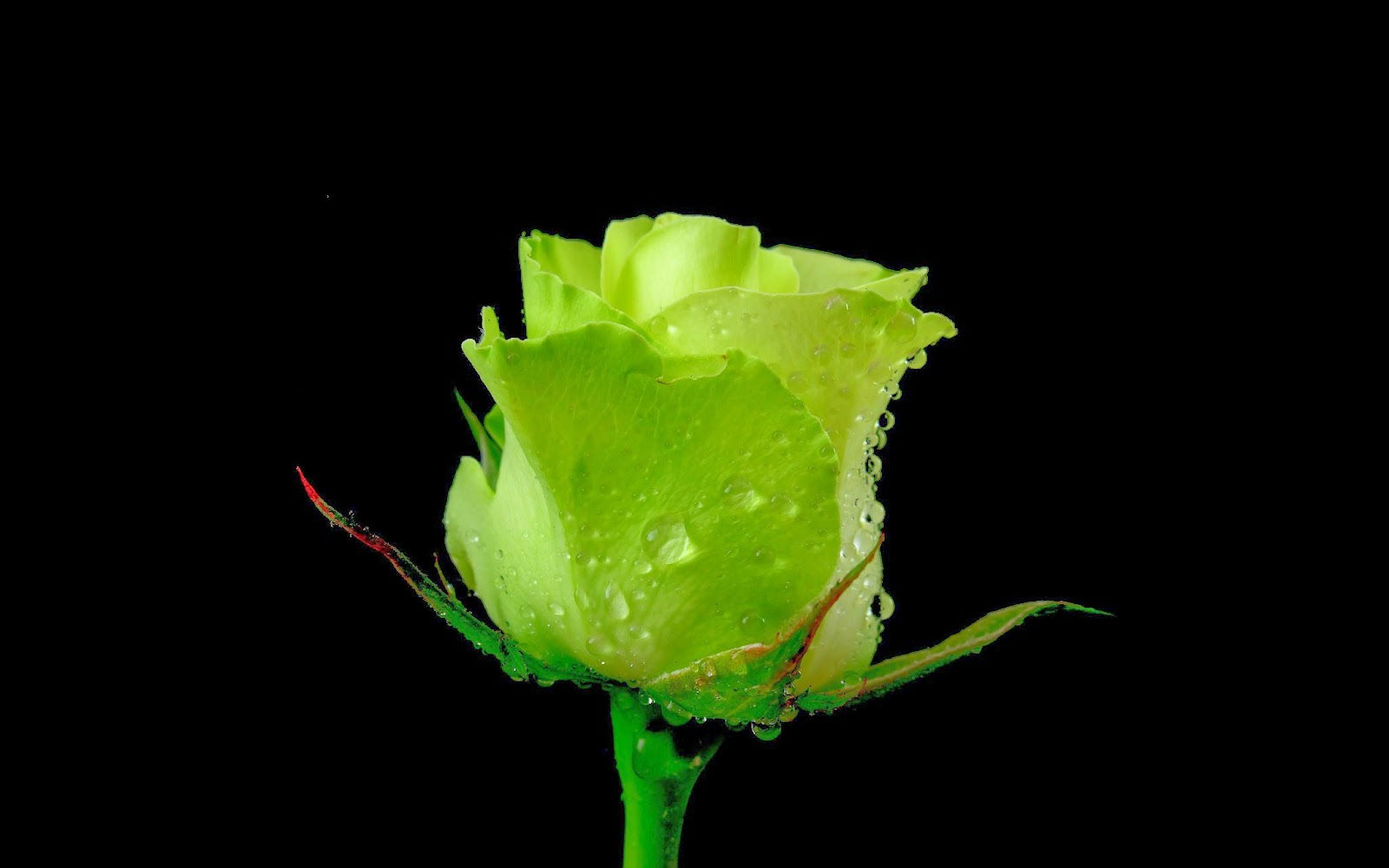 Wallpaper #t2hTIpMBSpphPi3-9TIw251 Beautiful Green Rose Flowers HD Wallpapers