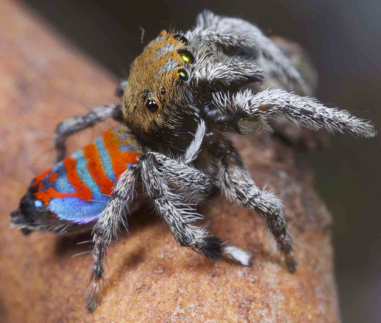 Wallpaper #nmcSDpMBSpphPi3-3ej150 Sciency Thoughts Two New Species of Peacock Spider from Southern