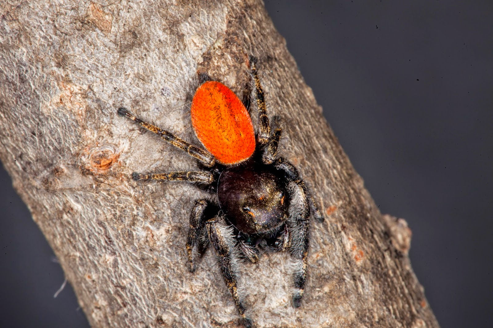 Wallpaper #wWeM-5IBSpphPi3-WJSY182 Jareddavidsonphotography Black and Orange Jumping Spider