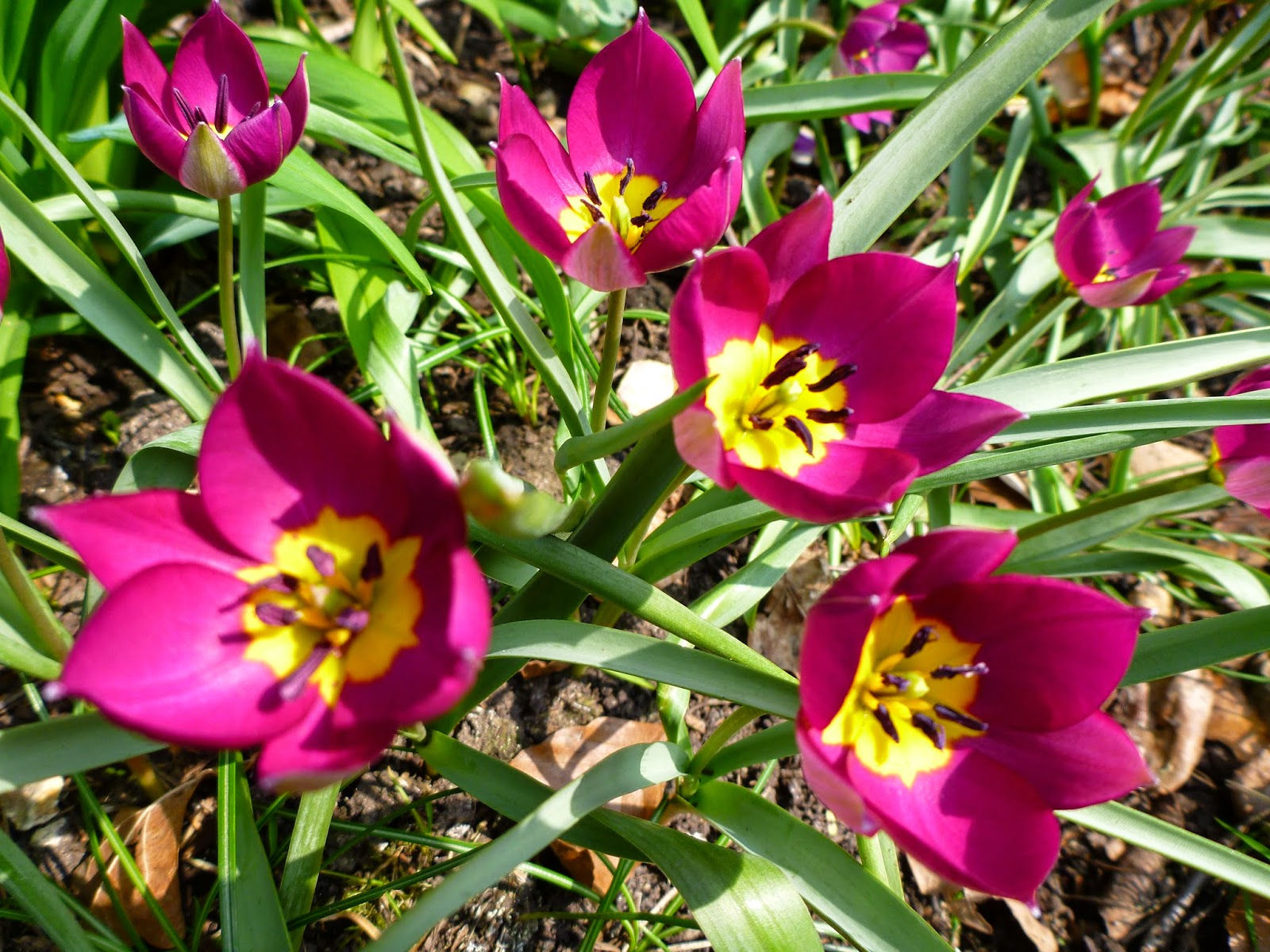 Wallpaper #0f480 Tulips Golden Varietie Stock Image Image of Grass 19338473