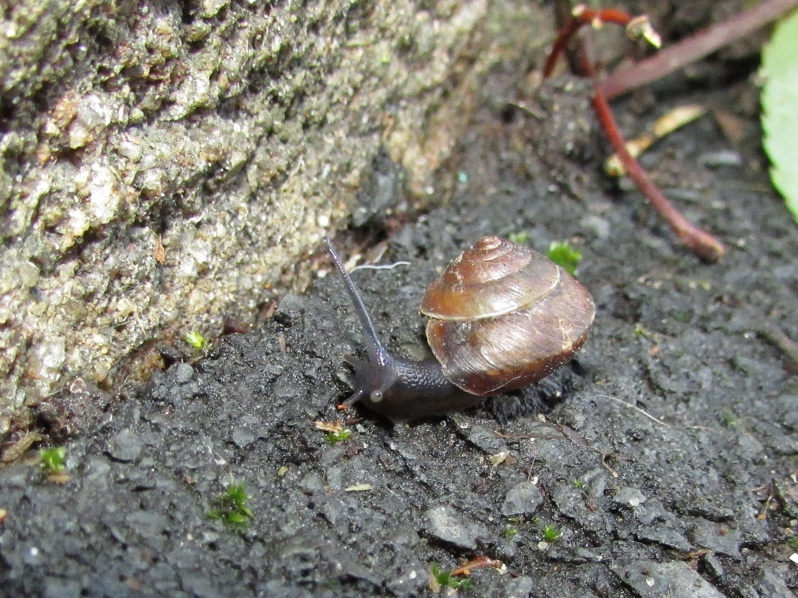Wallpaper #7DE0NZMB5zzyi_yYk1WD361 Bugblog Supercool Snails