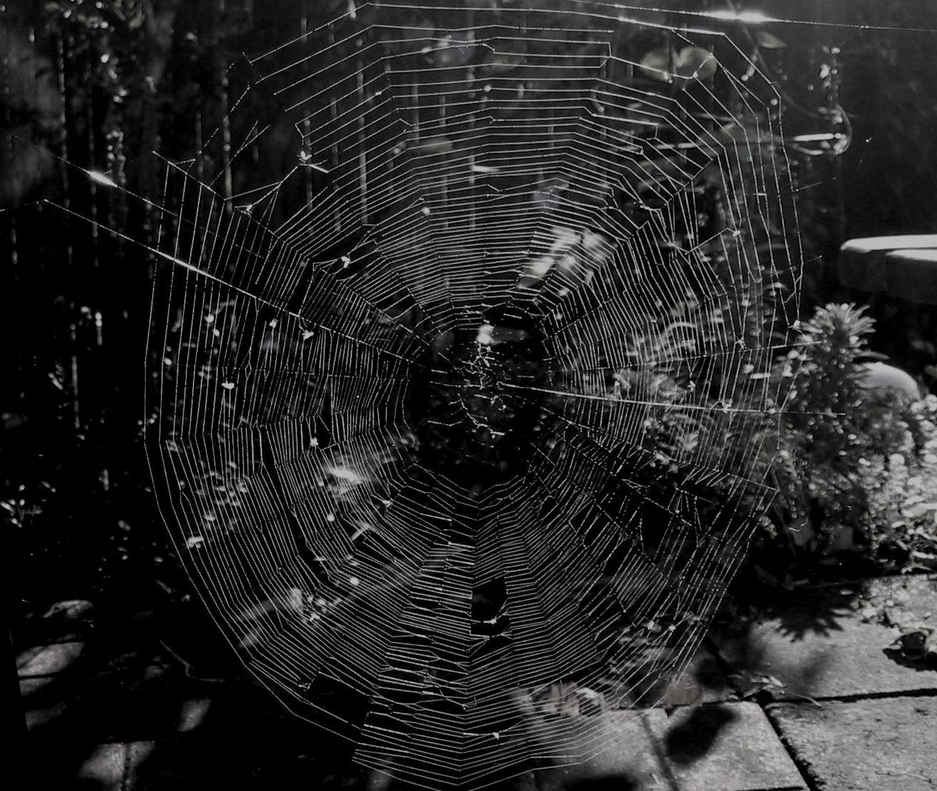 Wallpaper #mWf1-JIBSpphPi3-LItN55 The Moonlight Gardener Spider Web Art