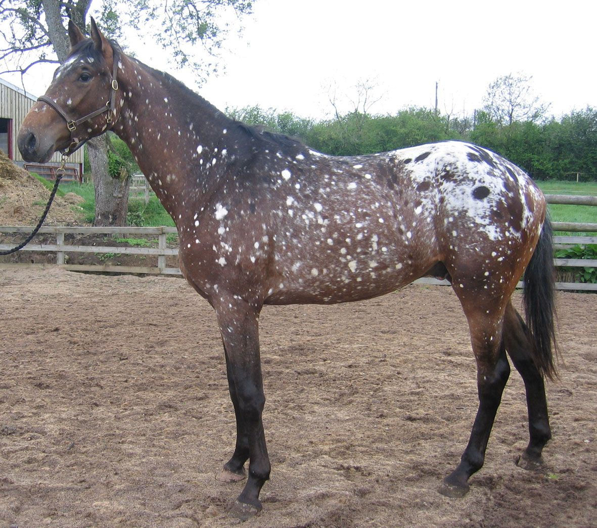 Wallpaper #PWe26ZIBSpphPi3-R0OE232 Frost Appaloosa