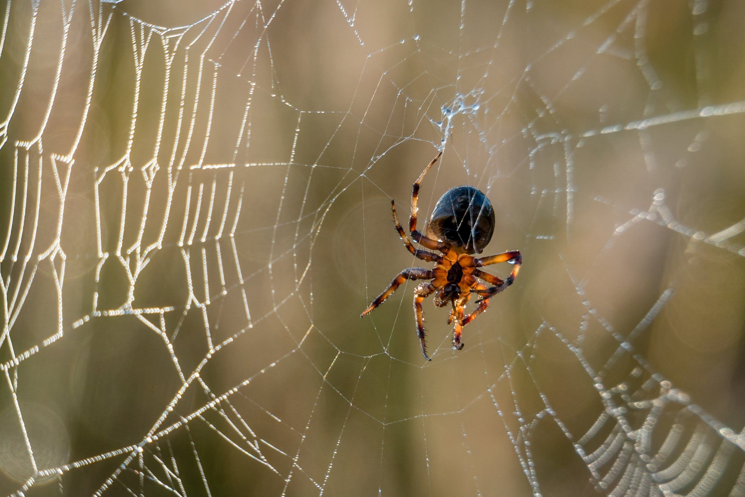 Wallpaper #sBmPEo8BtGB6xQ78TGM09 Hints and Tips for Dramatic Spider Web Photographs Photzy