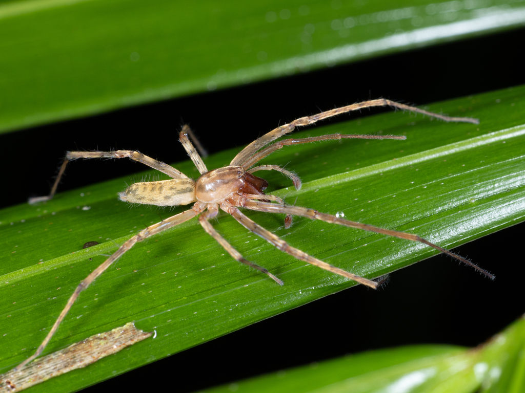 Wallpaper #MPSwOZMBKFX8bn3r33ez277 Ghost Spiders from Antonina State of Parana Brazil on July 3 2023