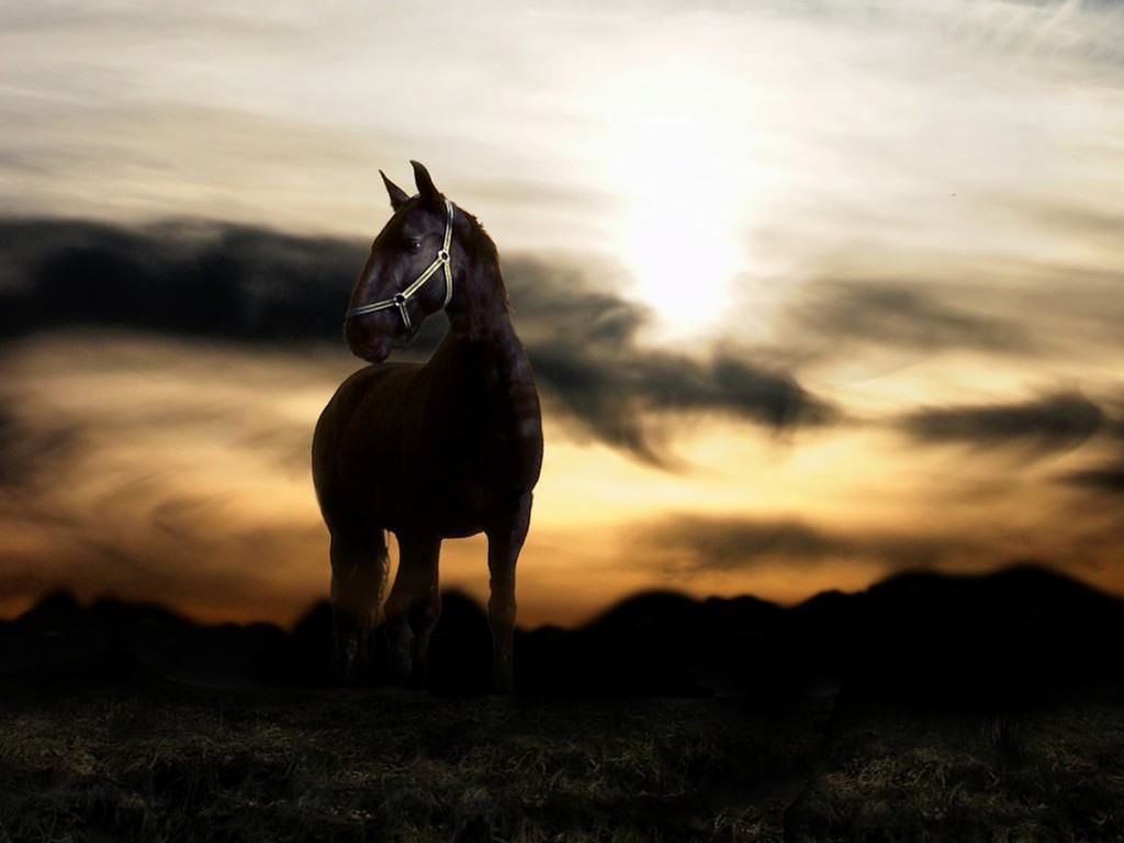 Wallpaper #-x2ULJMBlOZrFDOkz8qk223 Pictures Blog Black Arabian Horses Wallpaper
