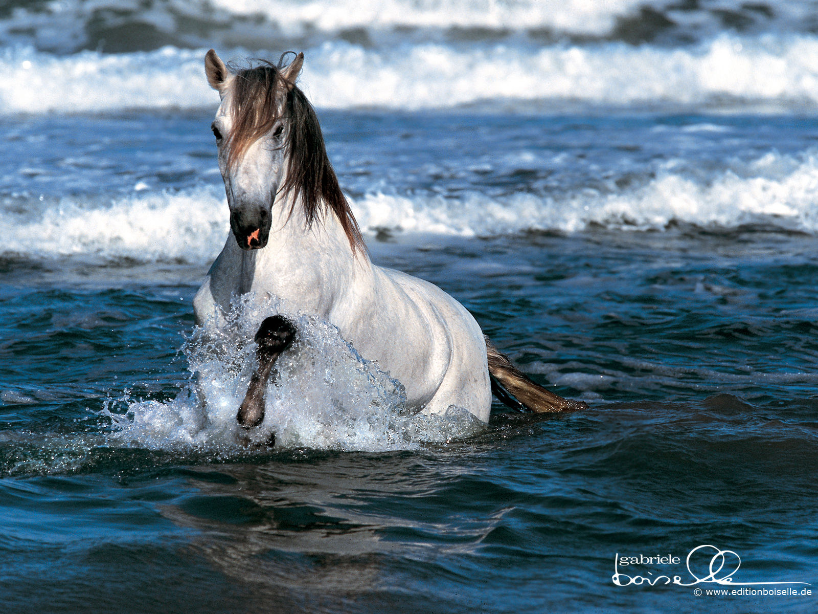 Wallpaper #th2FLJMBlOZrFDOkscqQ191 Cool HD Nature Desktop Wallpapers HD Horses Wallpapers Beautiful Horses