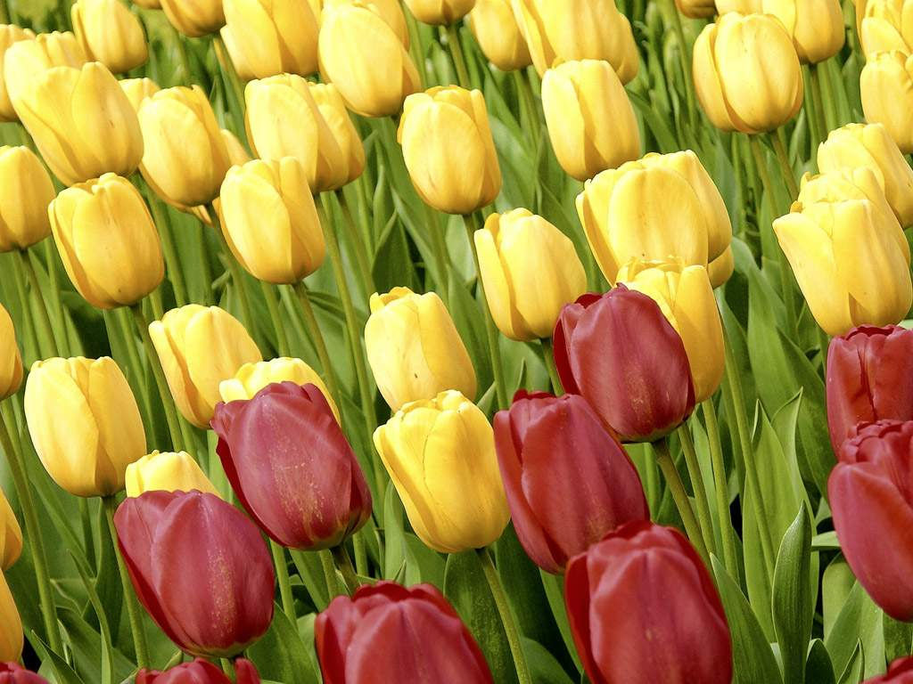 Wallpaper #0f480 Tulips Golden Varietie Stock Image Image of Grass 19338473