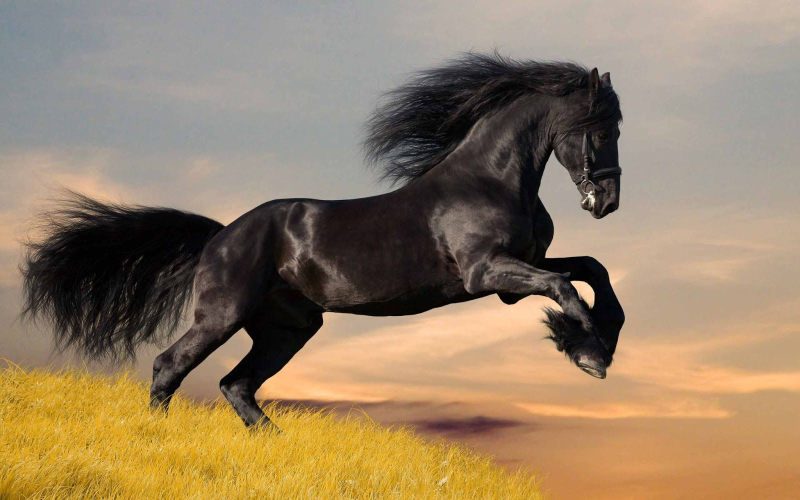 Wallpaper #o31S8o4Bnwiau_P64gvY30 All Wallpapers Beautiful Horse HD Wallpapers 2013