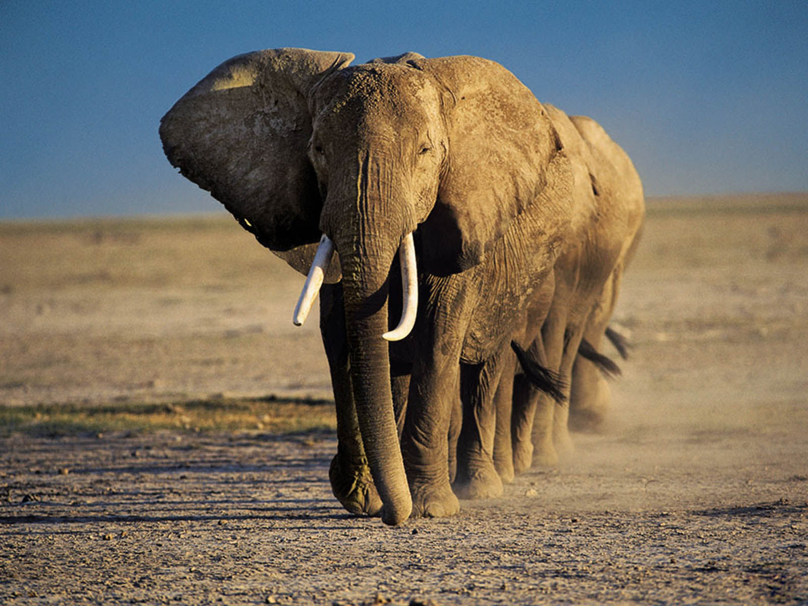 Wallpaper #sHfNJ5MB-pgBXx60h6cK371 Wallpaper Elephant Wallpapers