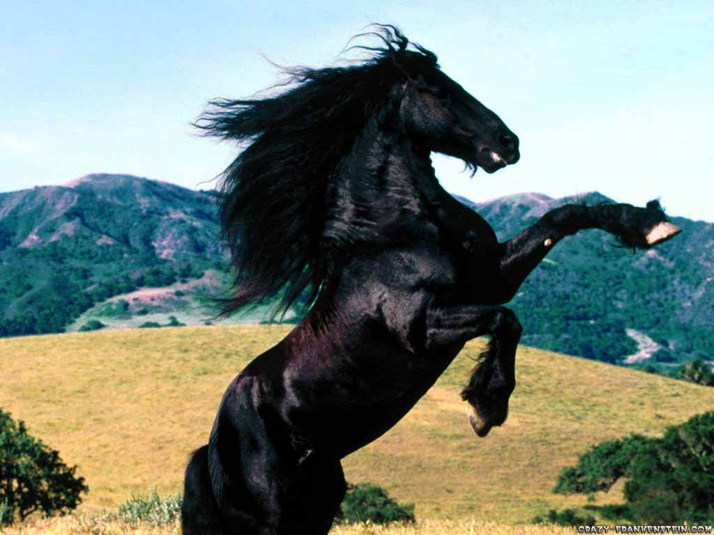 Wallpaper #bWfaEpMBSpphPi3-4_0h224 Animals Wallpapers Beautiful Black Horse Pictures
