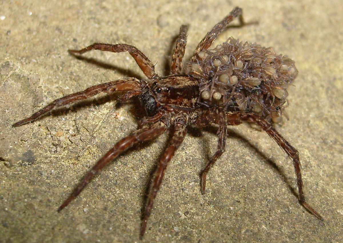 Wallpaper #E1Zdd5cBsd6xcFiEX9pZ94 Wacko Interneto Biggest Creepiest Nastiest Spiders
